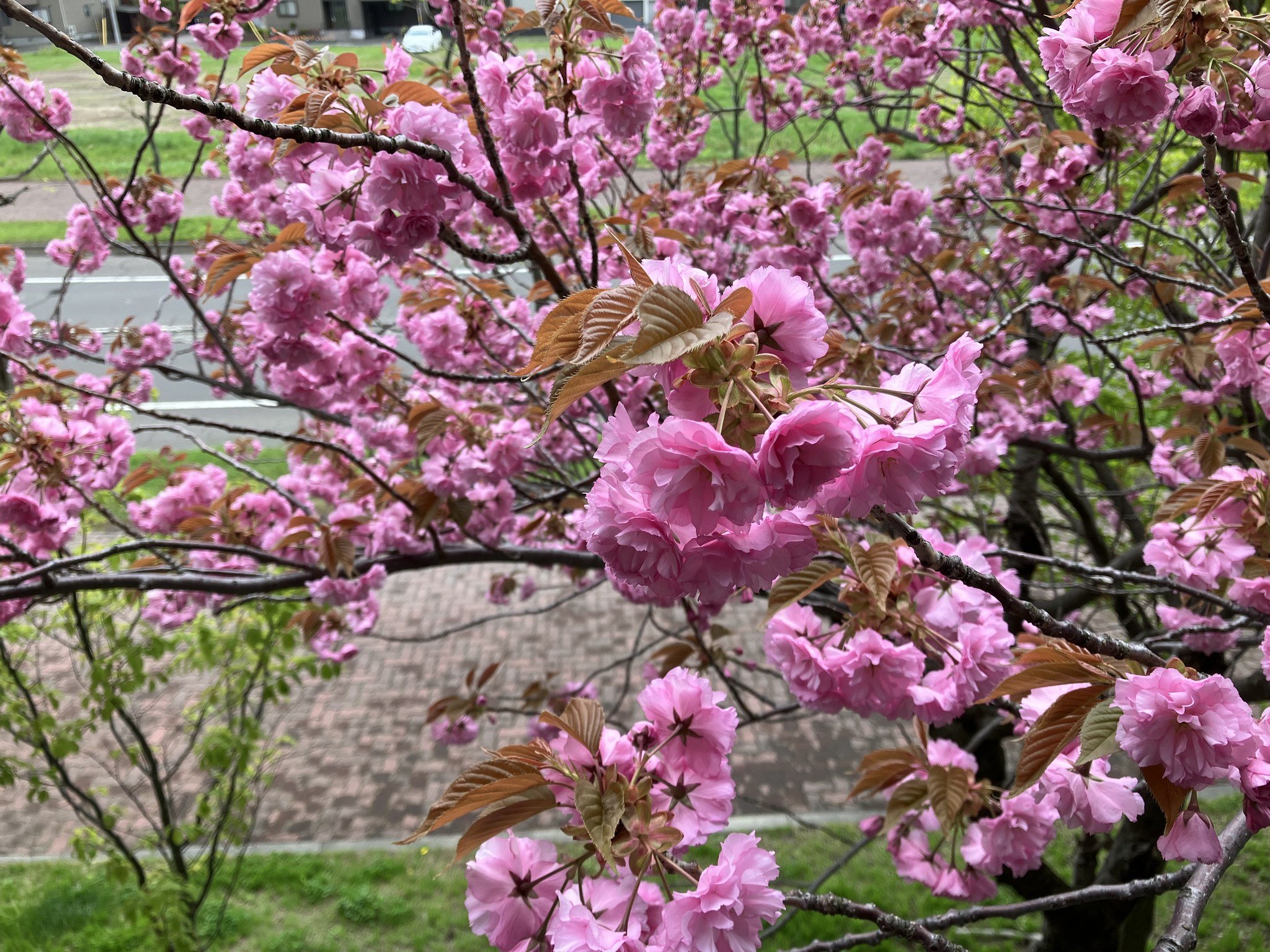 🏯 쿠마야마 유적 (쿠마야마 이세키) 이미지 9